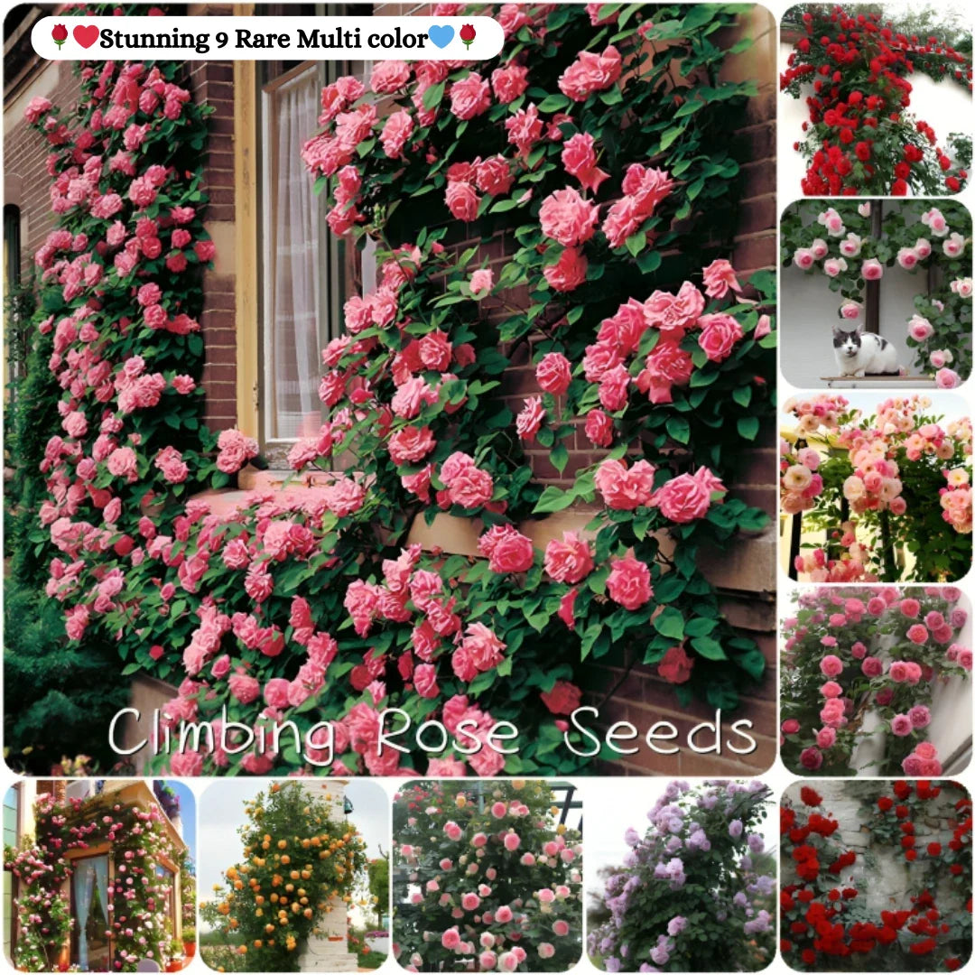 š¹Elegant Climbing Rose Flower Seeds (IMPORTED) - 9 Rare and Breathtaking Colors Seeds