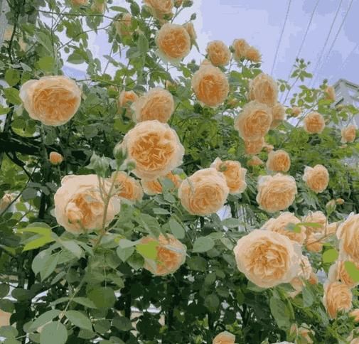 š¹Elegant Climbing Rose Flower Seeds (IMPORTED) - 9 Rare and Breathtaking Colors Seeds