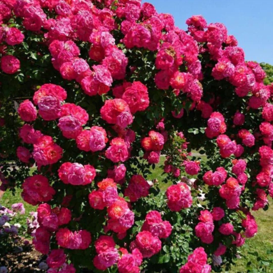 š¹Elegant Climbing Rose Flower Seeds (IMPORTED) - 9 Rare and Breathtaking Colors Seeds