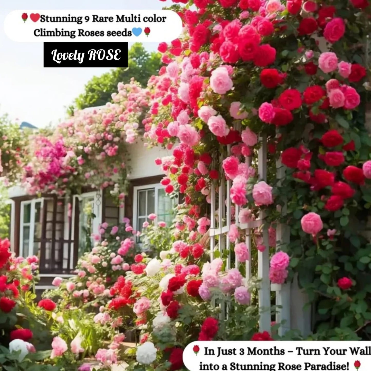 š¹Elegant Climbing Rose Flower Seeds (IMPORTED) - 9 Rare and Breathtaking Colors Seeds