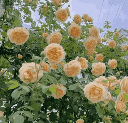 🌹Elegant Climbing Rose Flower Seeds (IMPORTED) - 9 Rare and Breathtaking Colors Seeds